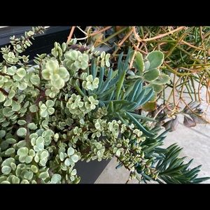 Meet your Posher, Marla